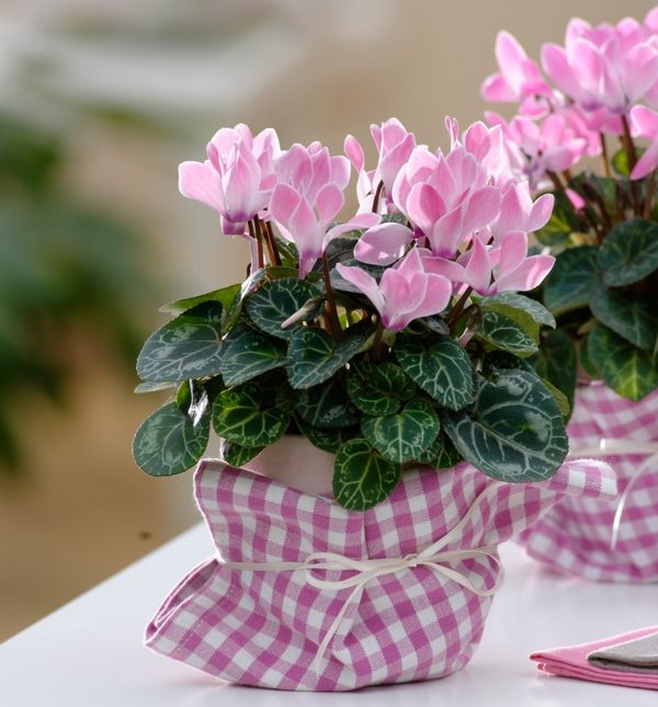 Ciklama ne smije biti izravno izložena jakom suncu