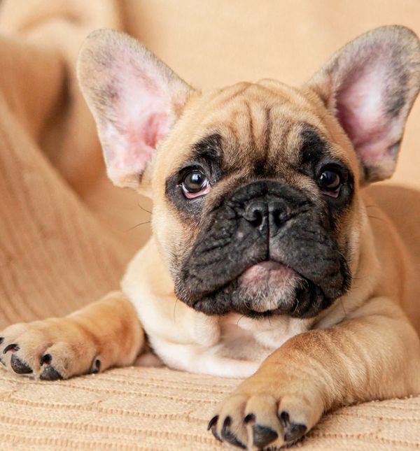 Štene francuskog buldoga