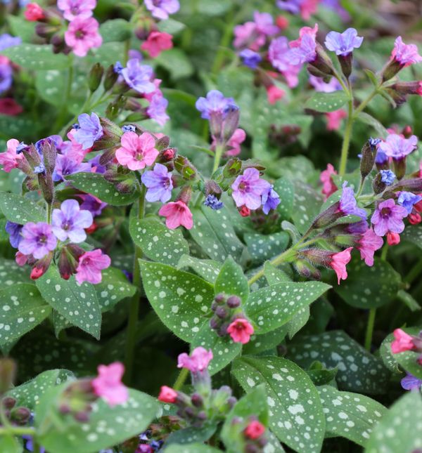 Plućnjak je cvijet koji stvara guste, dekorativne busene