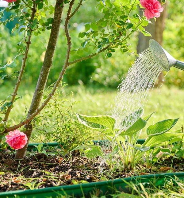 S prvim toplijim danima mnogi jedva čekaju izaći u vrt, izvaditi alat i započeti novu sezonu vrtlarenja