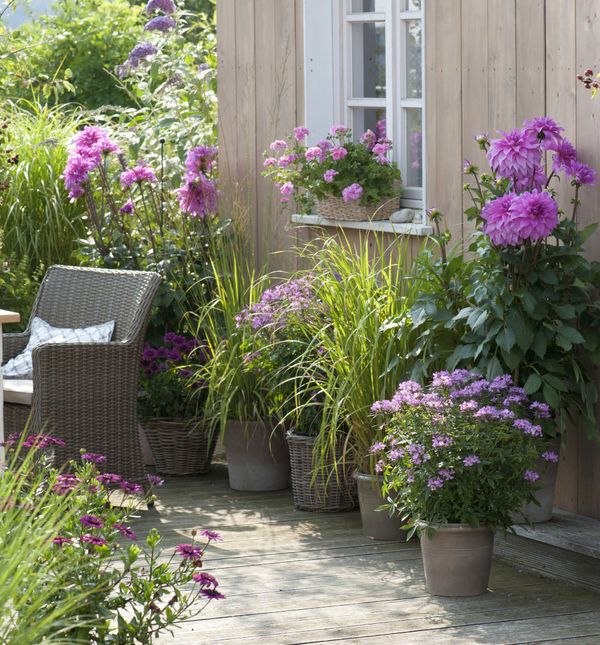 Lažni bambus (panicum) višegodišnja je trava koja cvate u proljeće do ljeta, a zbog visine idealna je za rubne gredice i ukrasne tegle