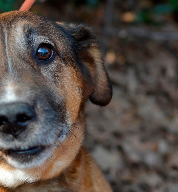 Nova akcija Udomljavanje je fora 28. ožujka u Zagrebu