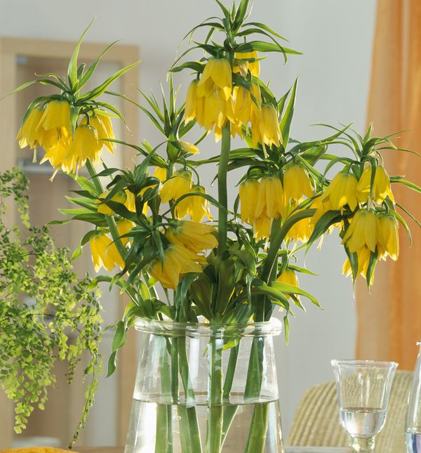 Na njezinu vrhu nalazi se vijenac velikih, zvonolikih cvjetova iznad kojih se uzdiže čuperak zelenih listova – poput male kraljevske krune