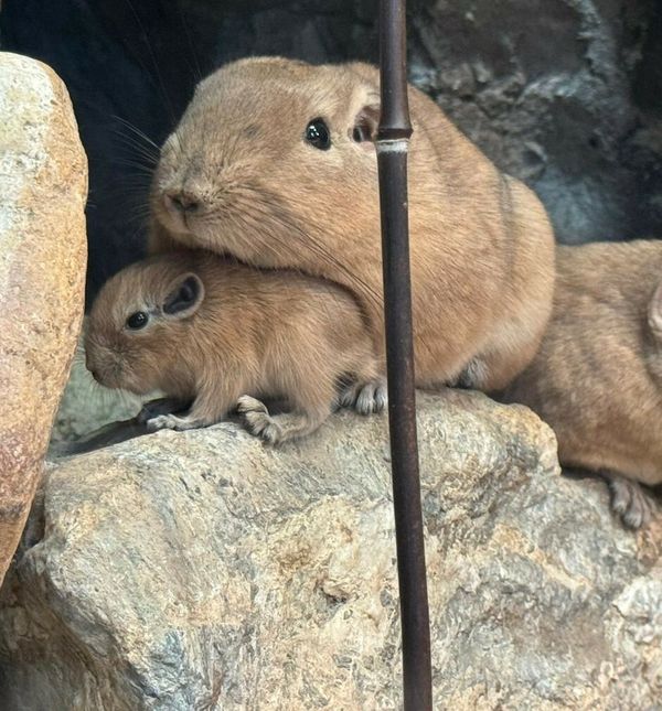 U Zagrebu prvi put na svijet došli dražesni gundiji