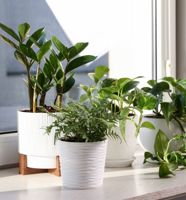 Pazite gdje držite biljke