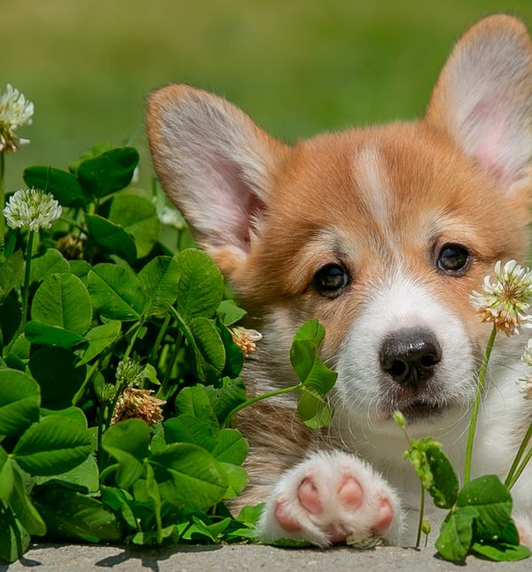 Korgijeve velike, uspravne uši jedan su od njegovih najprepoznatljivijih atributa