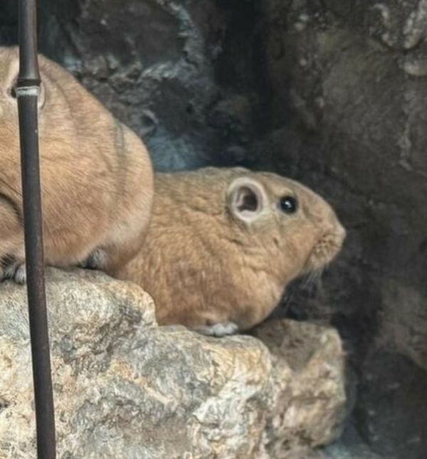 U Zagrebu prvi put na svijet došli dražesni gundiji