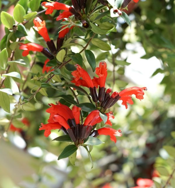 Ešinant ili na engleskom lipstick plant