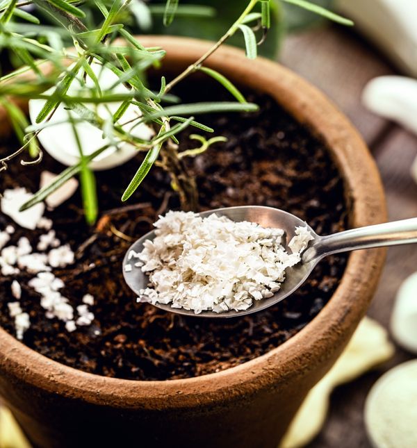 Ljuske jaja nisu spas za sve biljke