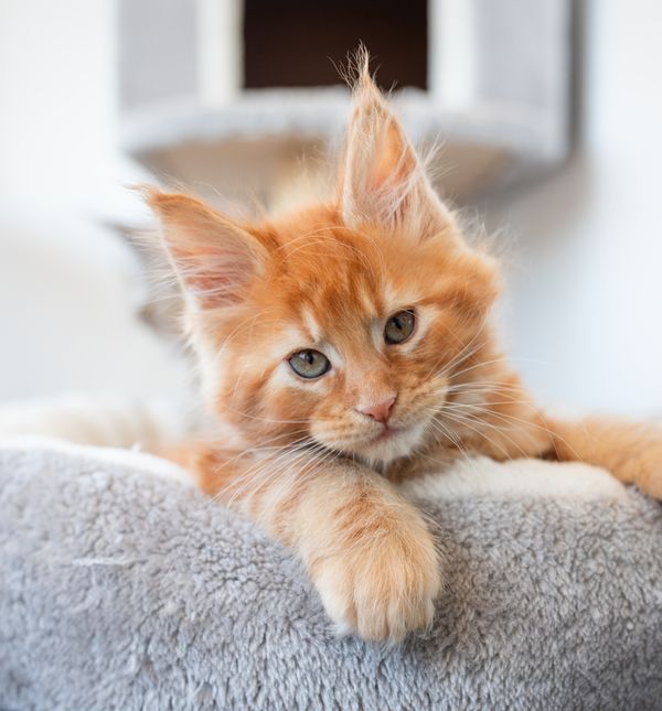 Maine coon izuzetno je druželjubiva, inteligentna i odlično se slaže s djecom i drugim životinjama