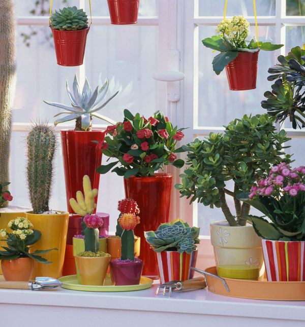 Zbog sokova u listovima sukulenti mogu preživjeti u ekstremno suhim i vrućim uvjetima