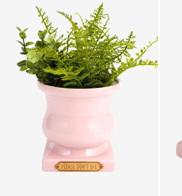 Teglica za cvijeće s porukom - Molim te nemoj uvenuti