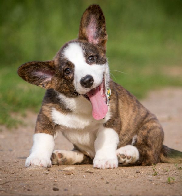 Pas je uistinu najbolji čovjekov prijatelj