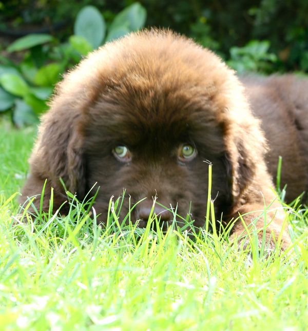 Štene newfoundlanda