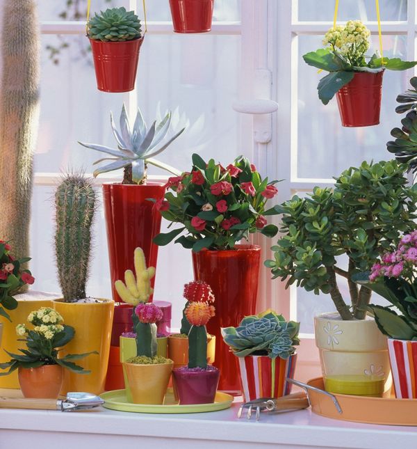 Sukulente je vrlo lako održavati