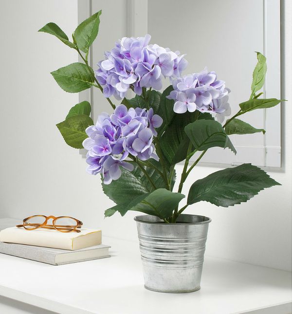 Fejka lila hortenzija može biti savršeni ukras za dom