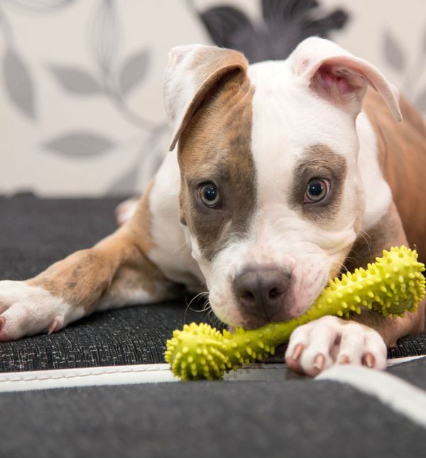 Stafordi uživaju u svom domu, maženju i druženju s ljudima