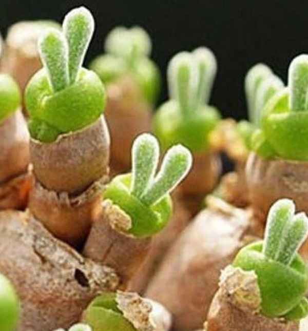 Zeko-sukulent zaista izgleda preslatko