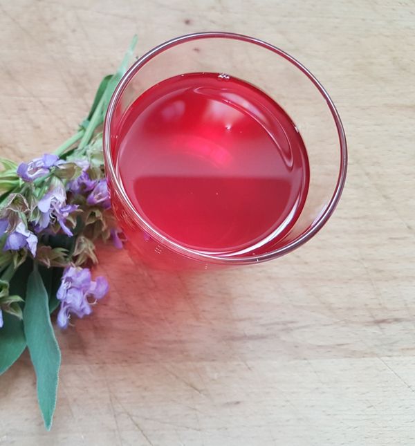 Za sirup od kadulje najbolje je brati vrhove koji su se tek rascvjetali