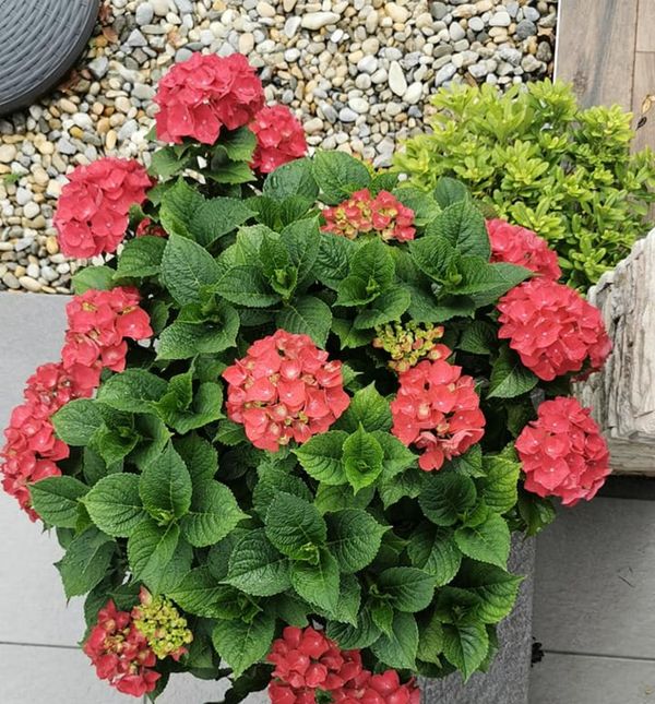 Predivne hortenzije dolaze u bijeloj, ružičastoj, plavoj, ljubičastoj i crvenoj boji