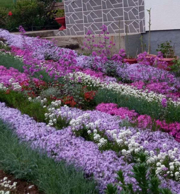 Dvorište Mubere Tabak iz BiH prepuno je ljubičastog cvijeća