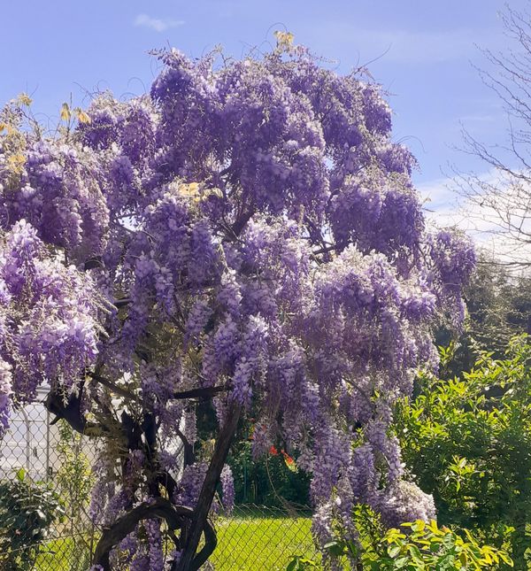 Mirisna glicinija iz Virovitice