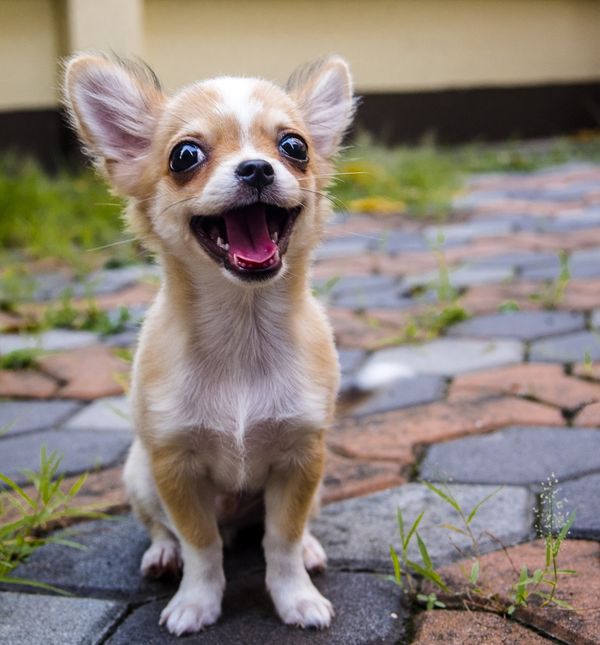 Čivave imaju najveći mozak među psima