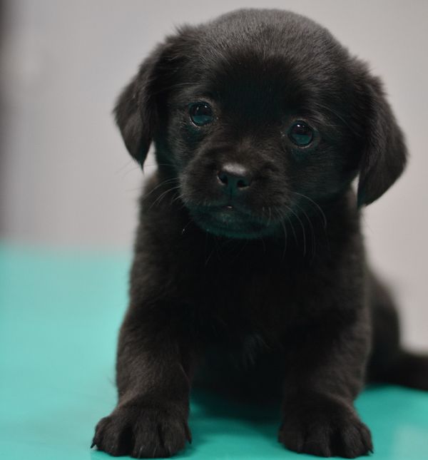 Mala Hanna u skloništu Dumovec čeka svoj novi dom