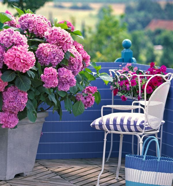 Hortenzije na balkonu
