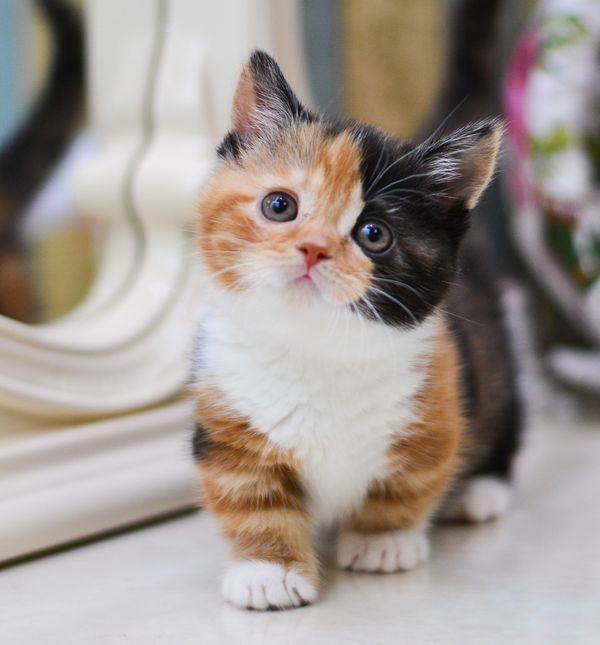 Mnoge organizacije i udruge ne žele je prihvatiti kao pasminu jer smatraju da geni utječu na zdravlje i život