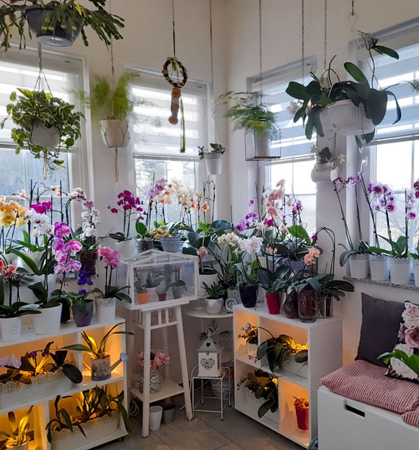 Barbara Martinić iz Donje Stubice uzgaja orhideje