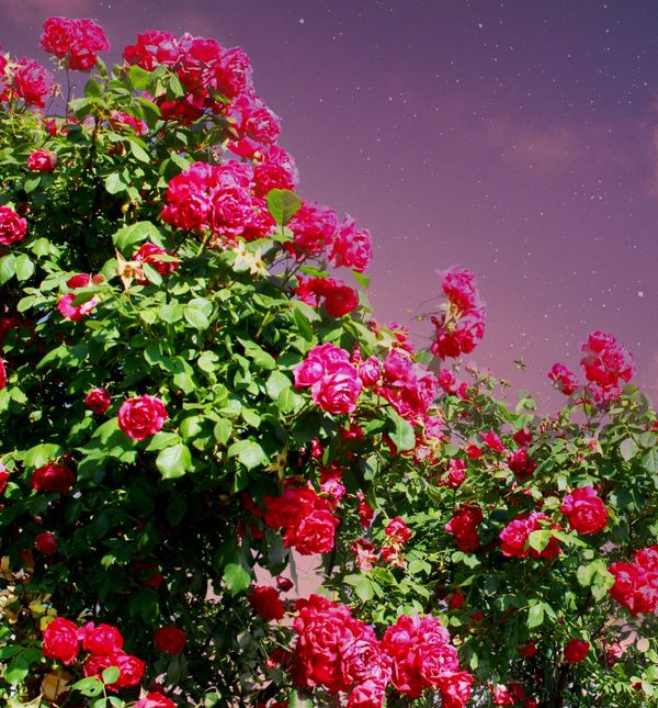 Prvi mladi mjesec ovog svibnja utjecat če na dva horoskopska znaka