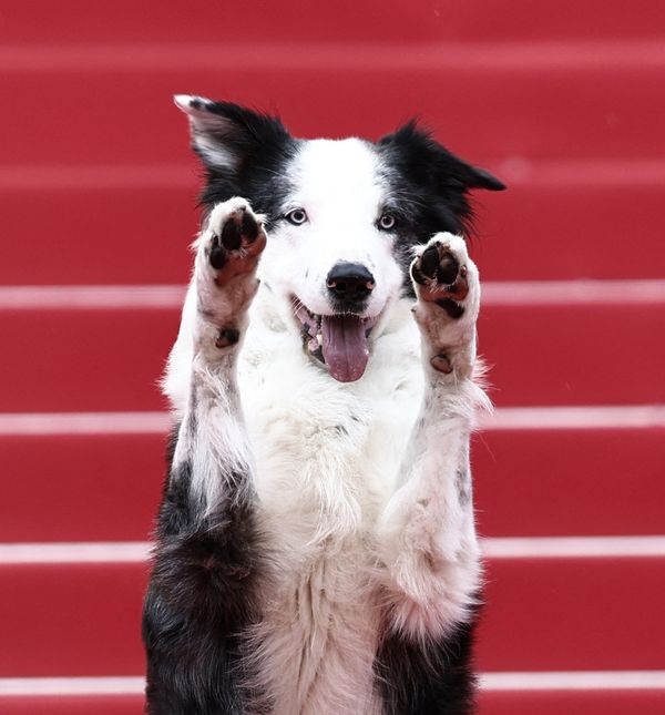 Pas Messi, zvijezda filma 'Anatomija pada', na crvenom tepihu u Cannesu