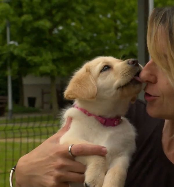U Centru za rehabilitaciju Silver čak sedamnaest beba labradora traži privremeni dom