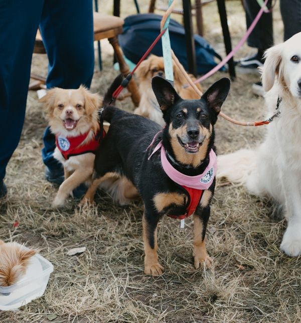 Tradicionalno događanje Povratak otpisanih 26. svibnja u osječkom azilu za pse