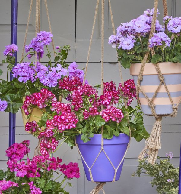 Stalak za viseće makrame košare s pelargonijama