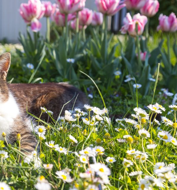 Nije sve cvijeće sigurno za mačke
