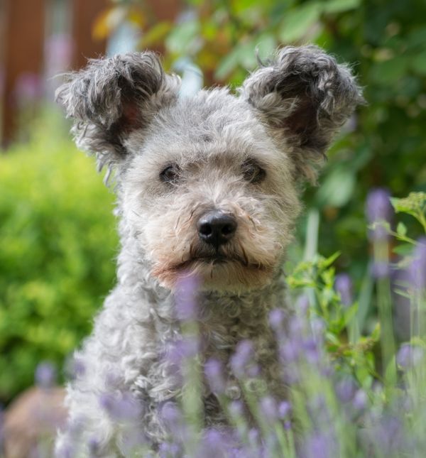 Pumi dolazi iz Mađarske i vrlo ga rijetko možemo vidjeti izvan domovine