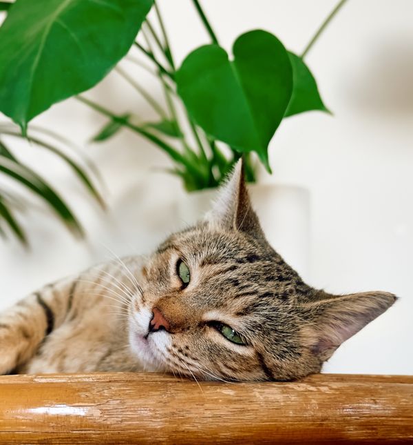 Budite oprezni sa sobnim biljkama ako imate kućne ljubimce