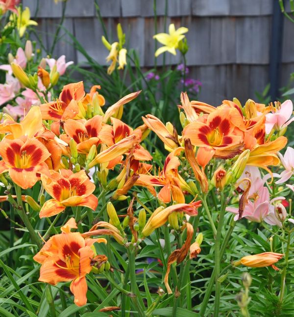 Dnevni ljiljan obilno cvate