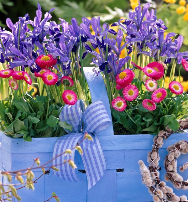 Perunika divno izgleda u kombinaciji s tratinčicama