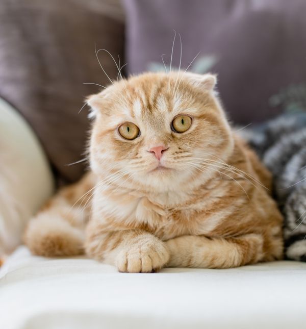 Kako se računa starost mačaka?