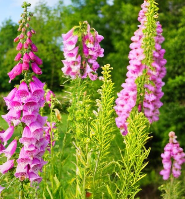Naprstak (Digitalis)