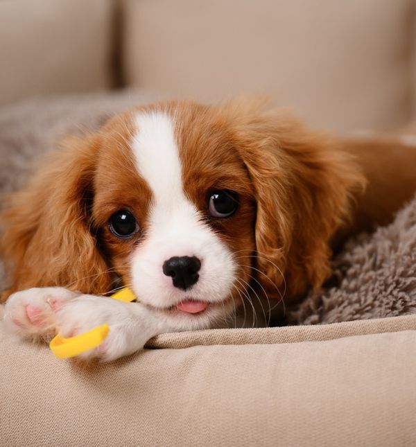 Cavalier King Charles španijel