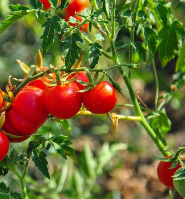 Vrijeme je za sadnju rajčica, a dvije sorte posebno se ističu