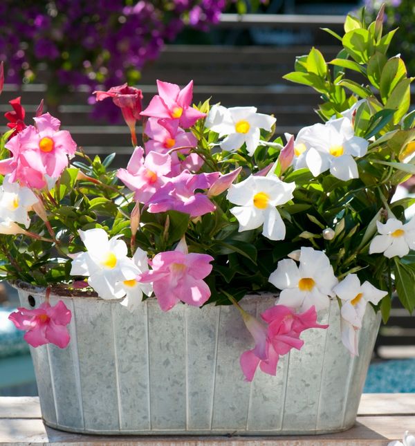 Ružičasta i bijela mandevila