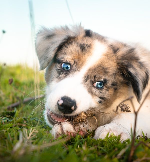 Štene Border collija s merle krznom