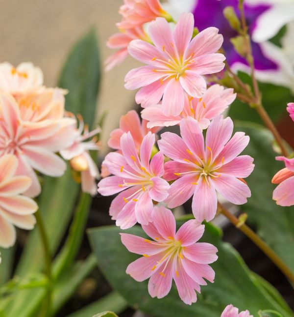 Cvijet Lewisia