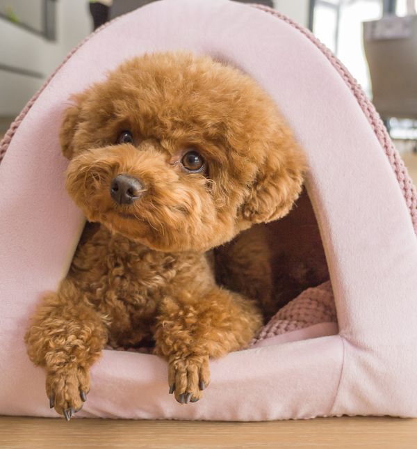 Toy pudle vrlo su pametne i učenje naredbi za njih je lagani zadatak