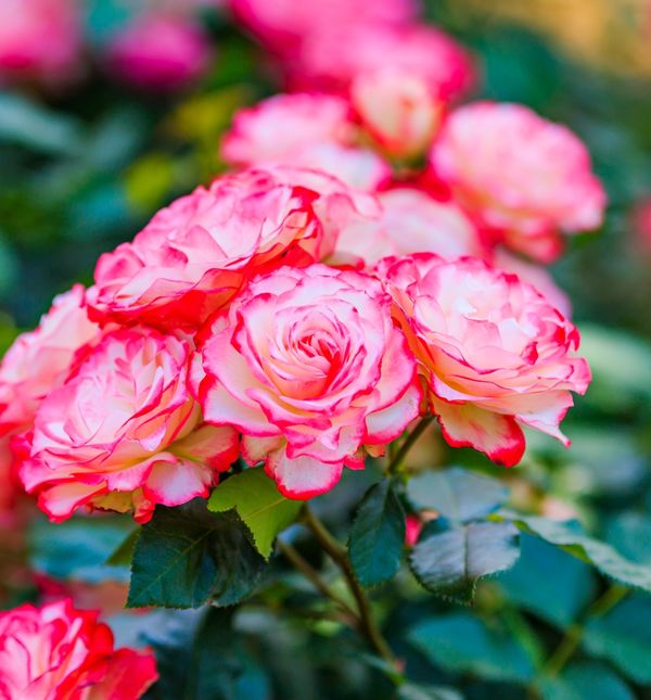 Ruže će biti prekrasne uz jedan sastojak iz kuhinje